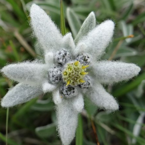edelweiss4141